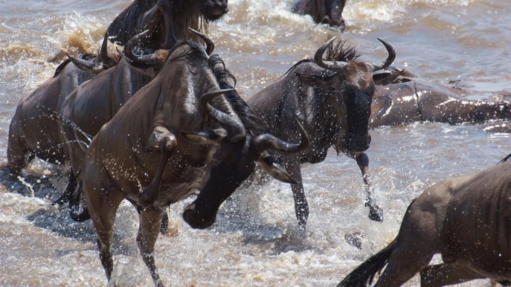 10 Days Serengeti Migration & Zanzibar Vacation